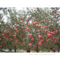 Apple pear tree seeds/growing apple seeds/purchase apple trees seeds